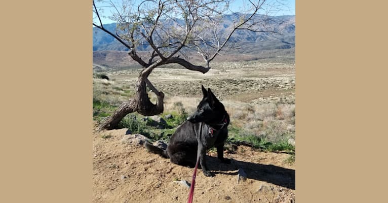 Photo of Ruby, a German Shepherd Dog  in Arizona, USA