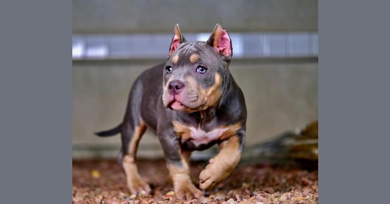 Penny-Mac, an American Bully tested with EmbarkVet.com