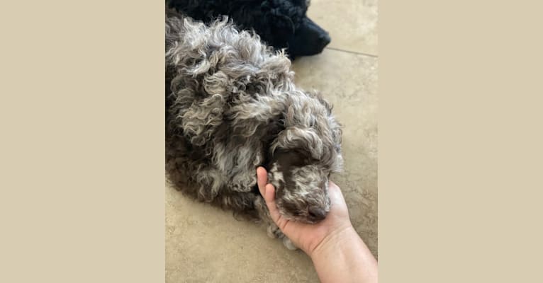 Photo of Thor, a Poodle (Standard)  in Bakersfield, California, USA