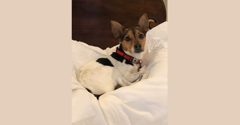 Lilly, a Rat Terrier and Russell-type Terrier mix tested with EmbarkVet.com