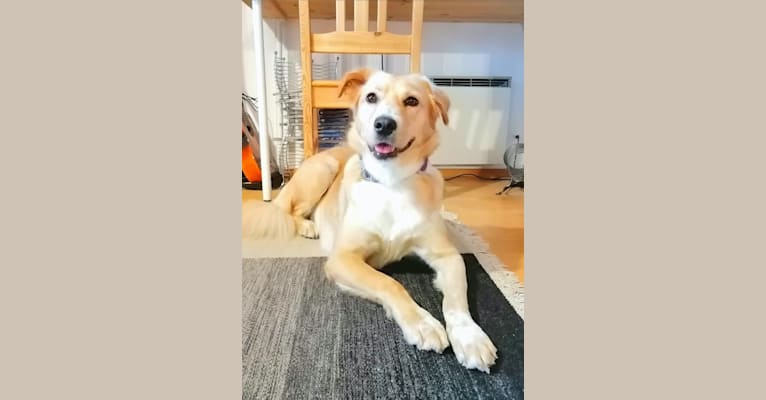 Liisi, a West Asian Village Dog tested with EmbarkVet.com