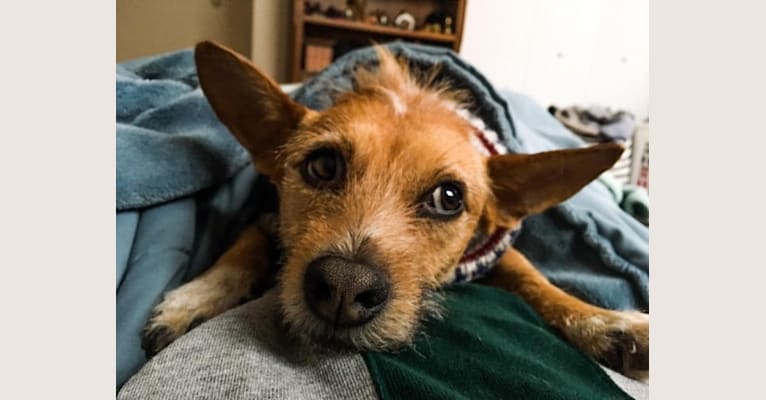 Dewey Duncan, a Chihuahua and Russell-type Terrier mix tested with EmbarkVet.com