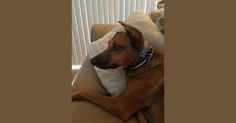 BeeGee, an Australian Kelpie and American Pit Bull Terrier mix tested with EmbarkVet.com