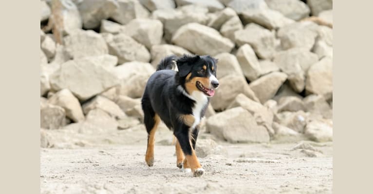LOST RIVER CURSE OF THE BLACK PEARL, an Australian Shepherd tested with EmbarkVet.com