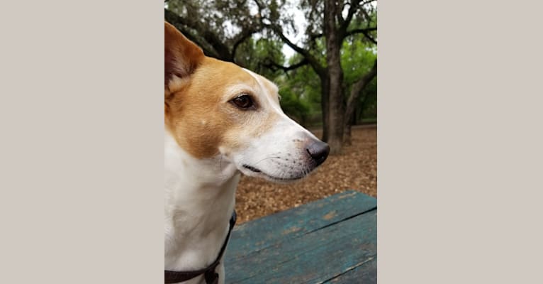 Photo of Jax, a Rat Terrier, Toy Fox Terrier, Great Pyrenees, Australian Cattle Dog, and Mixed mix in San Antonio, Texas, USA