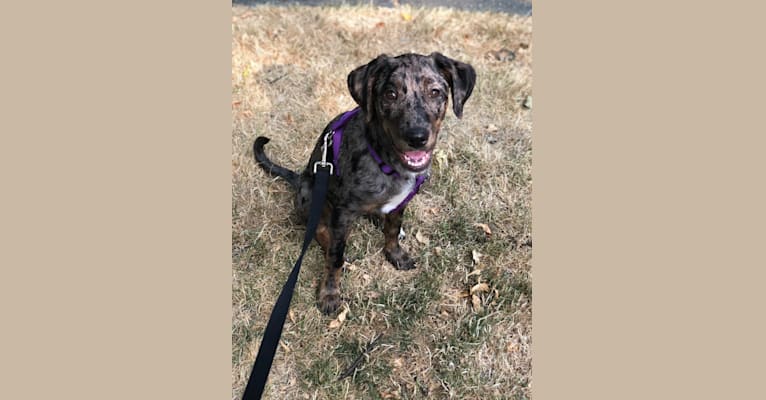Coco, a Labrador Retriever and American Pit Bull Terrier mix tested with EmbarkVet.com