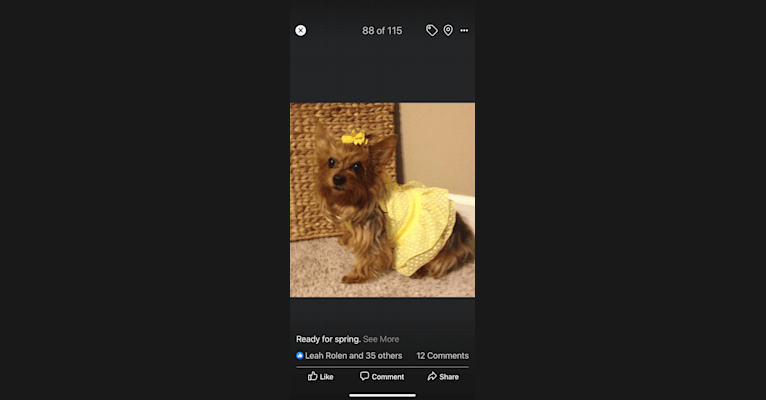 Anna, a Yorkshire Terrier tested with EmbarkVet.com