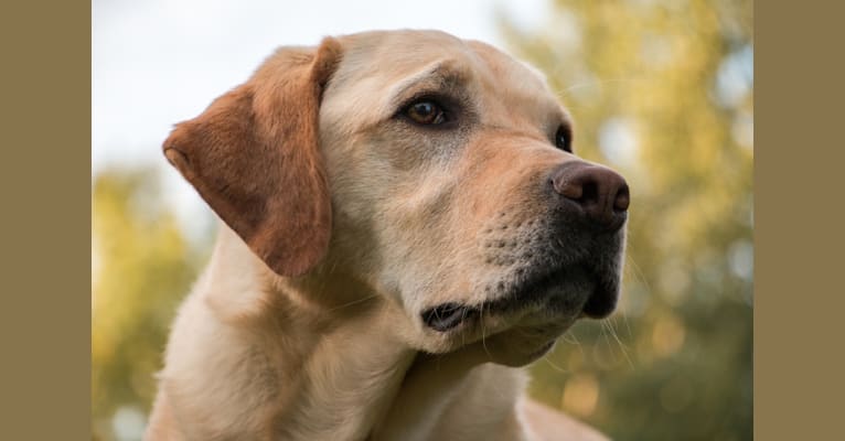 Hutch, a Labrador Retriever tested with EmbarkVet.com