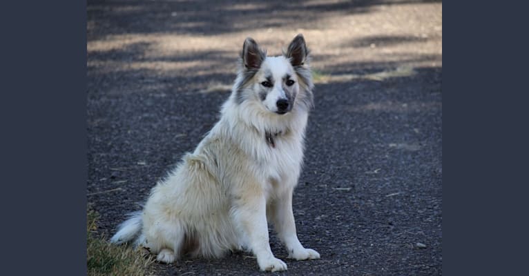 Alfur, an Icelandic Sheepdog tested with EmbarkVet.com