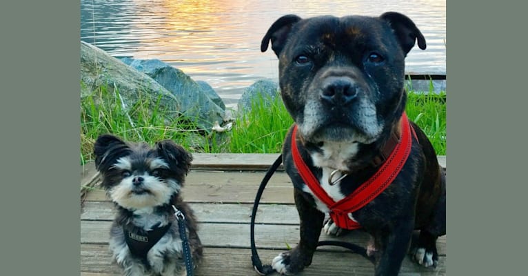 Photo of Half’n’Half Means Double Trouble “Morris”, a Chihuahua and Maltese mix in Norge