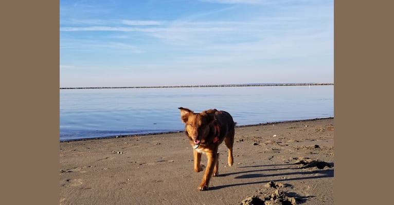 Rhu, a Chihuahua and Labrador Retriever mix tested with EmbarkVet.com
