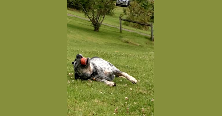 Prozac, an Australian Cattle Dog tested with EmbarkVet.com