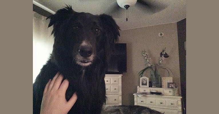 Zane, a Shetland Sheepdog and Labrador Retriever mix tested with EmbarkVet.com