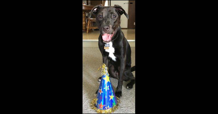 Axel, a Staffordshire Terrier and Rottweiler mix tested with EmbarkVet.com