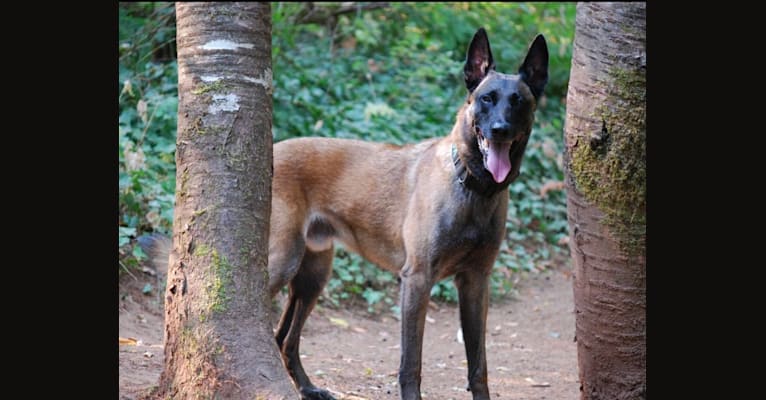 Rook, a Belgian Shepherd tested with EmbarkVet.com