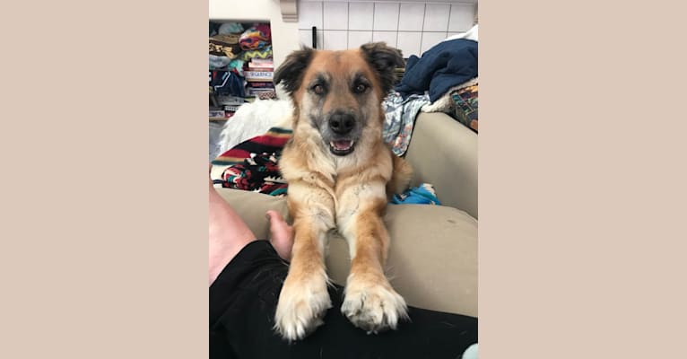 Princess Olivia Jane, a Siberian Husky and Chow Chow mix tested with EmbarkVet.com