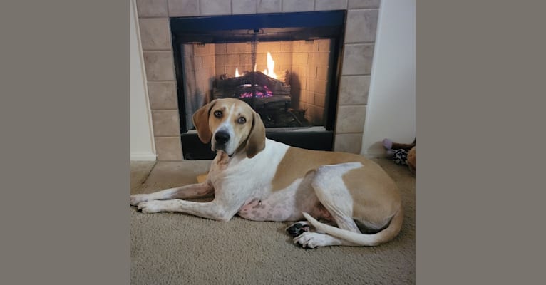 Copper, an American English Coonhound tested with EmbarkVet.com