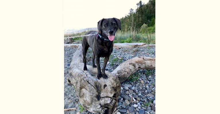 Bella, a Formosan Mountain Dog and Beagle mix tested with EmbarkVet.com