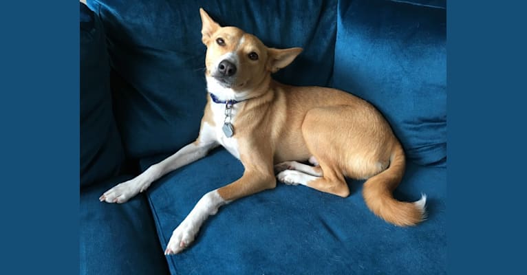 Miniature basenji dog store