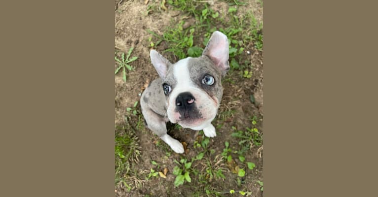 Aurinko, a Boston Terrier tested with EmbarkVet.com