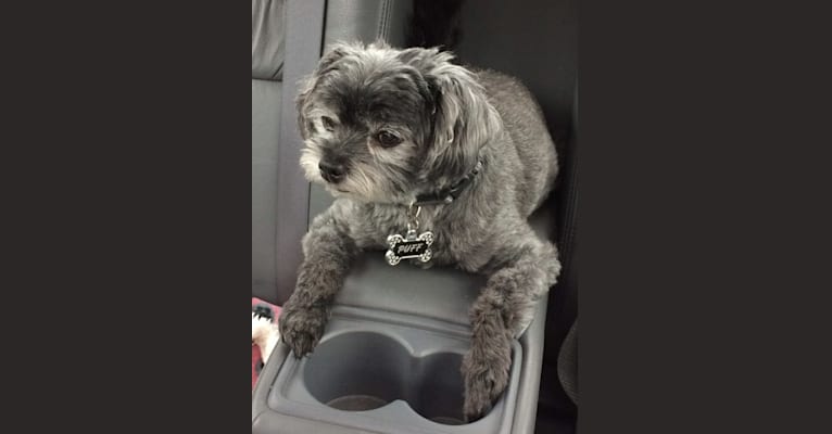 Puff, a Chihuahua and Pomeranian mix tested with EmbarkVet.com