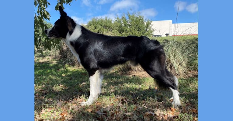 Shine On’s A Great Deal of Bravery “Neville”, a Border Collie tested with EmbarkVet.com