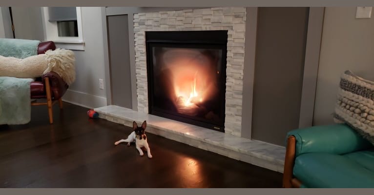 Photo of Ava, a Rat Terrier  in Greensboro, NC, USA