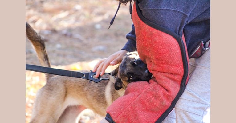 Amalthea, a Belgian Shepherd tested with EmbarkVet.com