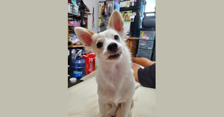 Bailey, a Chihuahua and Miniature Schnauzer mix tested with EmbarkVet.com