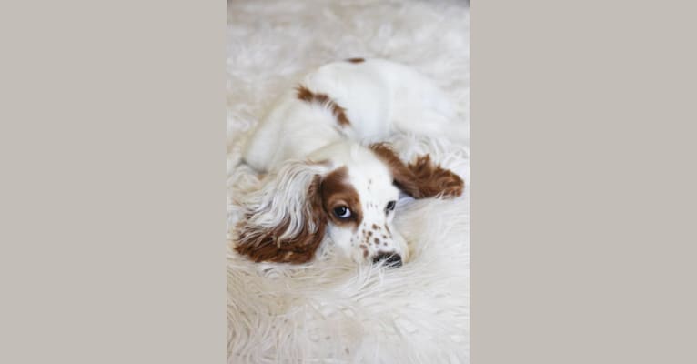Photo of Riesling, a Cocker Spaniel  in Fresno, CA, USA