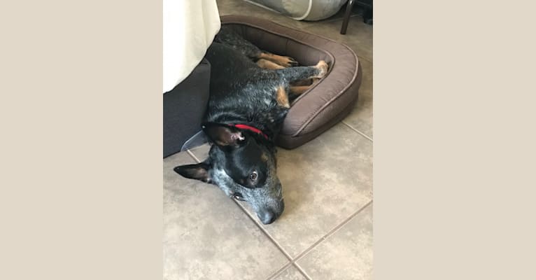 Rush, an Australian Cattle Dog tested with EmbarkVet.com