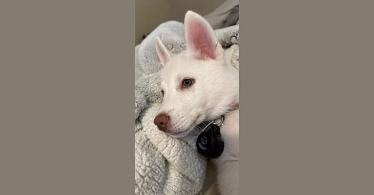 Freya, a Siberian Husky and Alaskan Malamute mix tested with EmbarkVet.com