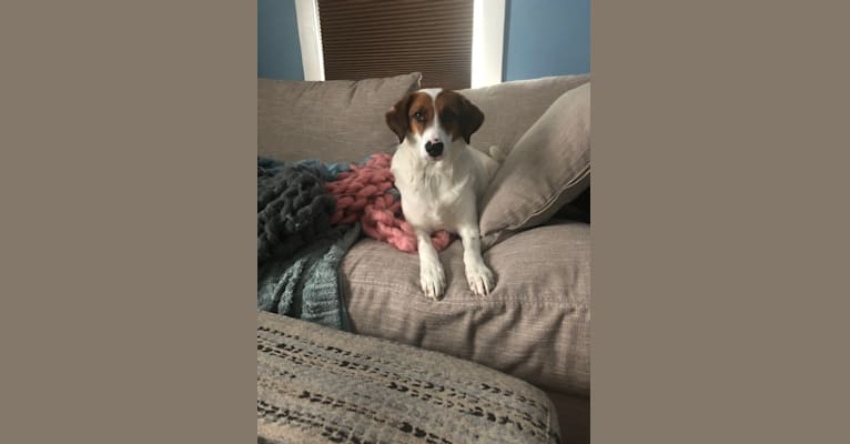 Pollyanna, a Great Pyrenees and Treeing Walker Coonhound mix tested with EmbarkVet.com