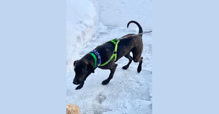 Braxton, a Mountain Cur tested with EmbarkVet.com