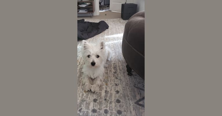 Hanako, a West Highland White Terrier tested with EmbarkVet.com