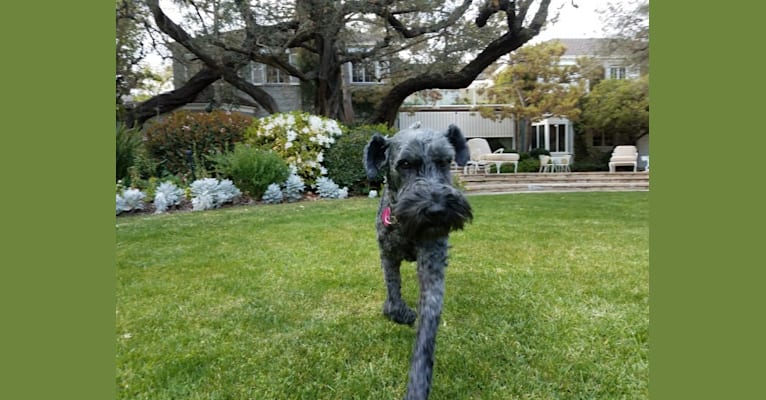 Photo of WILLOW, a Kerry Blue Terrier  in Los Angeles, California, USA