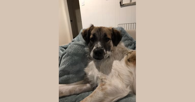 Whitney, a Great Pyrenees and Australian Cattle Dog mix tested with EmbarkVet.com