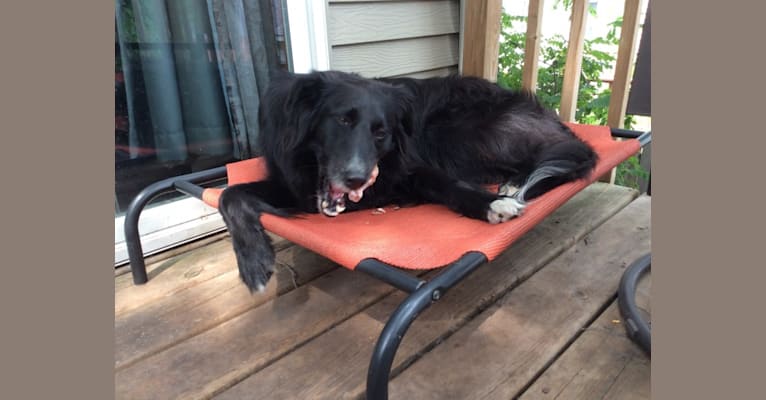 Zane, a Shetland Sheepdog and Labrador Retriever mix tested with EmbarkVet.com
