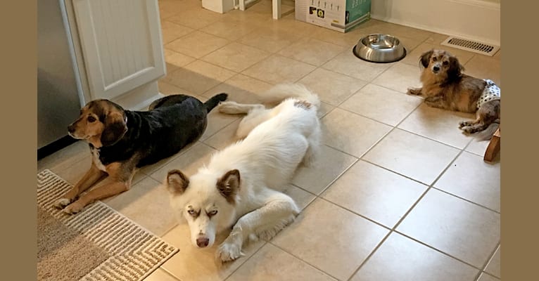 Hudson, a Siberian Husky tested with EmbarkVet.com