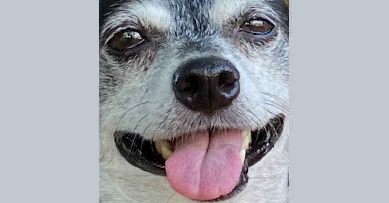 Fiona, a Chihuahua and Australian Cattle Dog mix tested with EmbarkVet.com