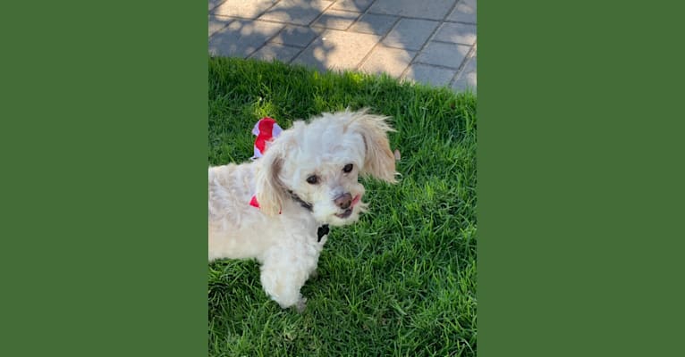Photo of So Harry Winston… “Winston“, a Poodle (Small), Lhasa Apso, Chihuahua, and Mixed mix in San Mateo, CA, USA