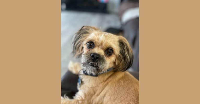 Grinch, a Shih Tzu and Dachshund mix tested with EmbarkVet.com