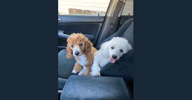 Cutie Pie, a Poodle (Small) and Bichon Frise mix tested with EmbarkVet.com