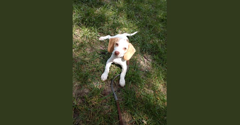 Photo of Lusa, a Beagle  in Kentucky, USA