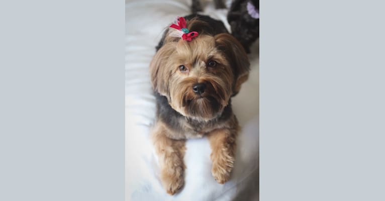 Poppy, a Yorkshire Terrier tested with EmbarkVet.com