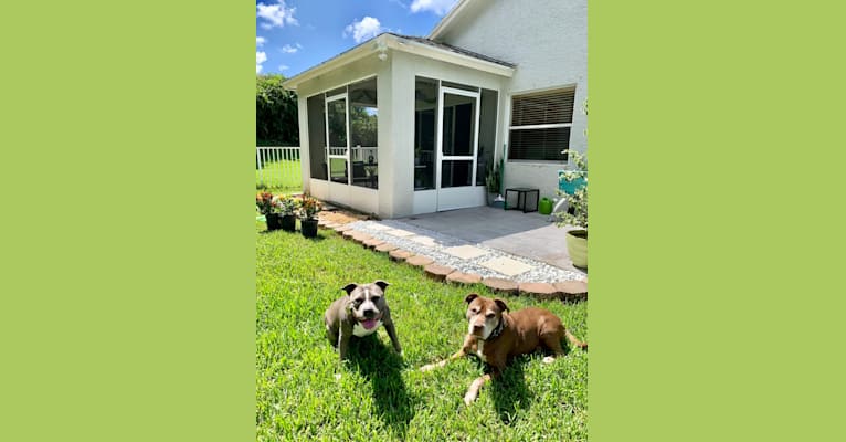 Photo of Ariel, an American Bully  in Port St. Lucie, Florida, USA