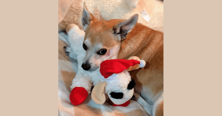 Wally, a Chihuahua and Pomeranian mix tested with EmbarkVet.com