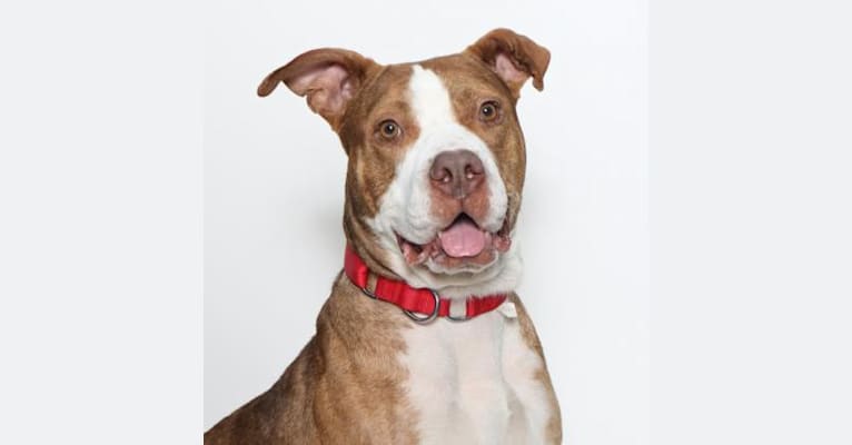 Caden, an American Pit Bull Terrier tested with EmbarkVet.com