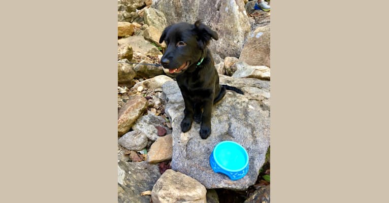Leo, a Labrador Retriever and German Shepherd Dog mix tested with EmbarkVet.com