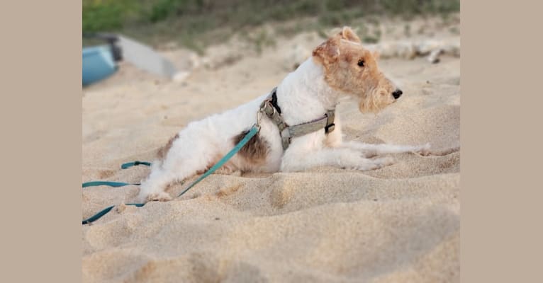 Photo of Paumalu Stretchy Stretch, a Wire Fox Terrier  in Sunset Beach, Kamehameha Highway, Pupukea, HI, USA